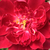 Fioletowo - czerwony - Róże parkowe - Cardinal Hume